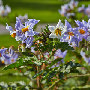 Sticky Nightshade