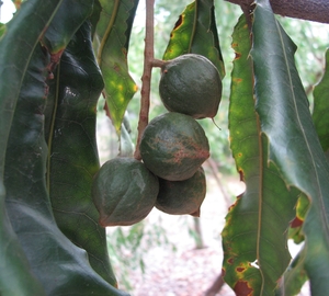 Queensland Nut