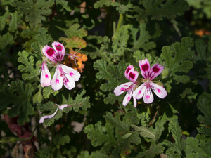 Oak-Leaved Geranium