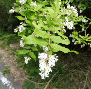 Border privet