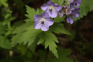 Wooly Geranium