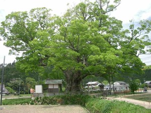 Japanese Zelkova