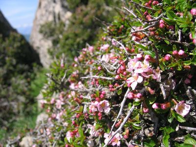 Prunus prostrata