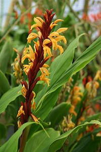 Cautleya spicata