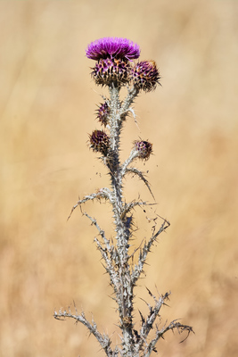 Onopordum illyricum