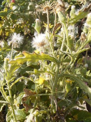 Senecio viscosus