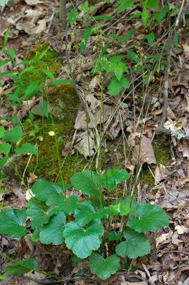 Heuchera americana