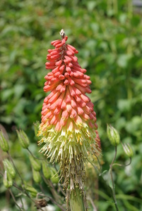 Red Hot Poker