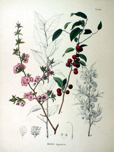 Korean Cherry