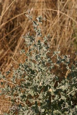 Atriplex argentea