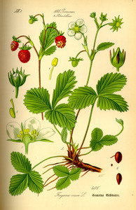 Wild Strawberry