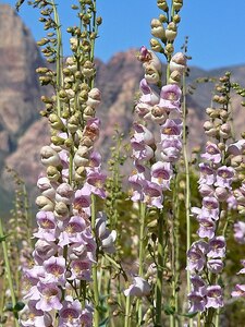 Penstemon "Palmer's Beardtongue"