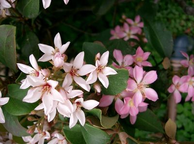 Rhaphiolepis umbellata