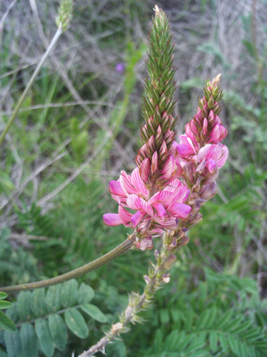 Onobrychis viciifolia