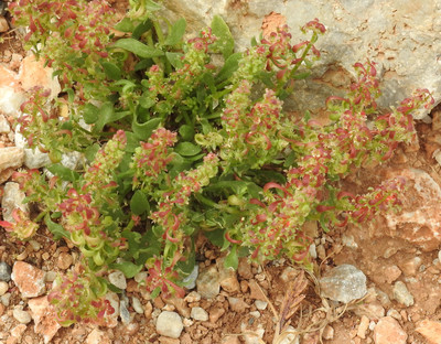 Rumex bucephalophorus