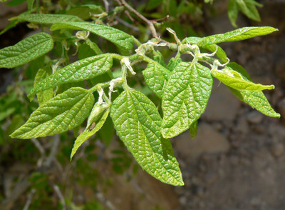 Celtis reticulata