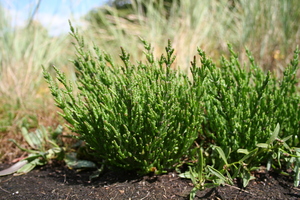 Glasswort