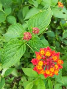 Lantana C