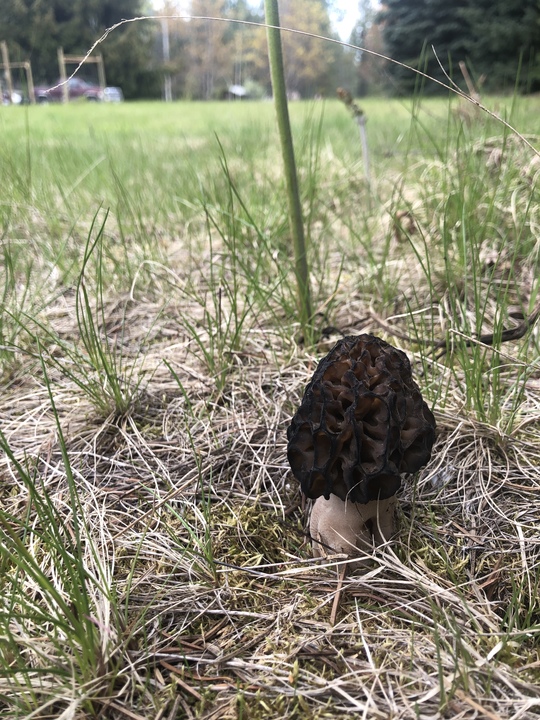 Spotted some morels in the front yard may 22