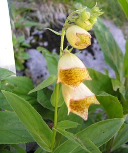 Large Yellow Foxglove