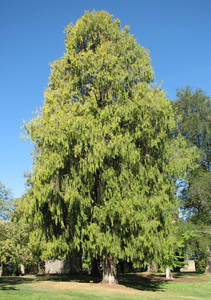 Chinese Weeping Cypress