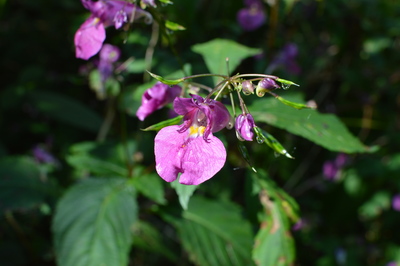 Impatiens textori