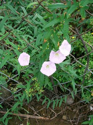 Calystegia pubescens