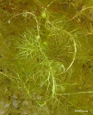 Utricularia vulgaris