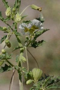 Sharp-Leaf Ground Cherry