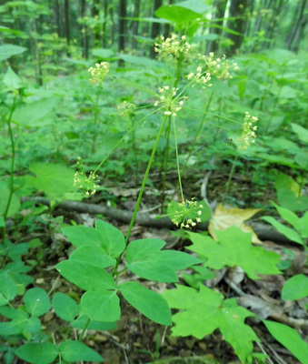 Taenidia integerrima