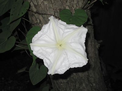 Ipomoea alba