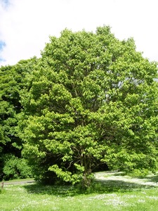 Japanese raisin tree