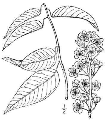 Prunus hortulana