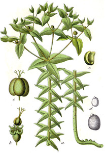 Caper Spurge