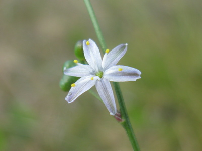 Caesia parviflora