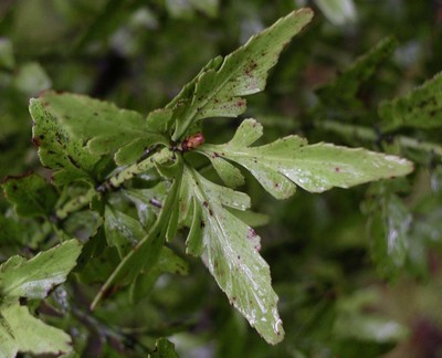 Phyllocladus alpinus