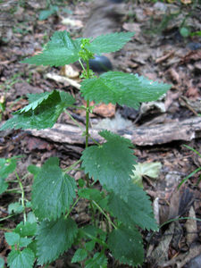 Heartleaf nettle