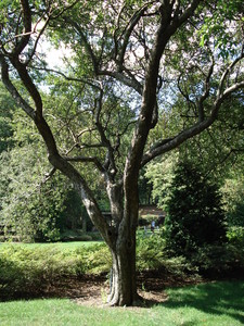 Chinese Flowering Apple