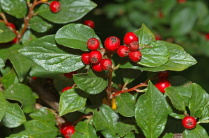 Acuminate cotoneaster