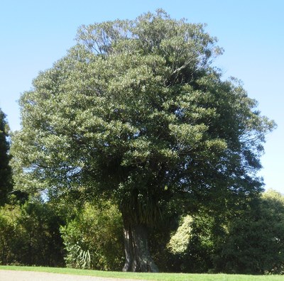 Elaeocarpus dentatus