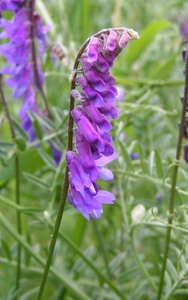 Tufted Vetch