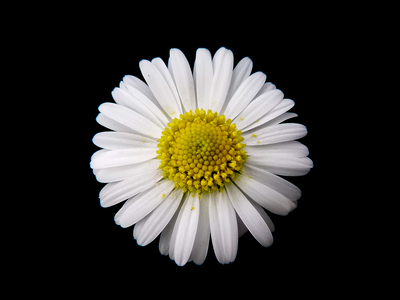 Bellis perennis