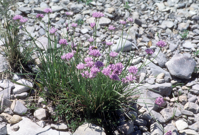 Allium geyeri