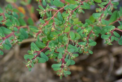 Euphorbia serpyllifolia