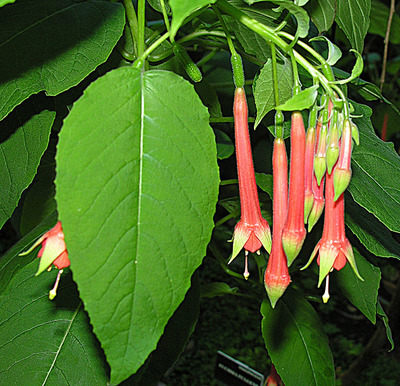 Fuchsia fulgens