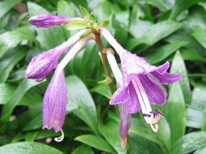 Hosta clausa