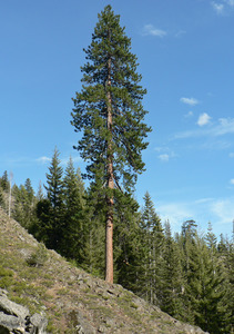 Ponderosa pine