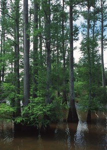 Swamp Cypress