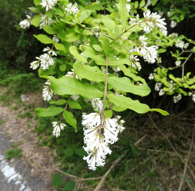 Ligustrum obtusifolium