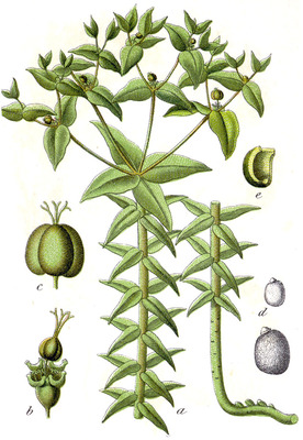 Euphorbia lathyris